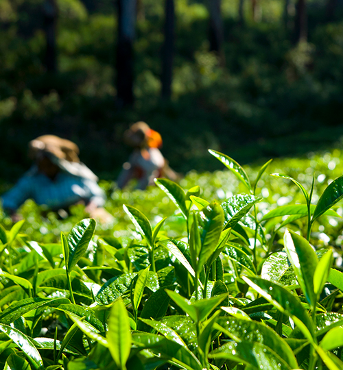 Darjeeling