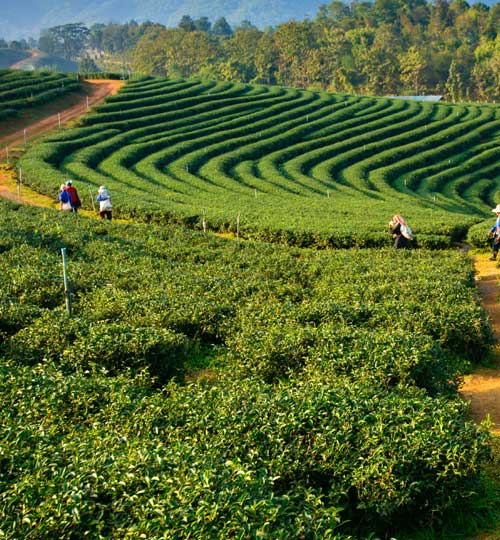 Assam