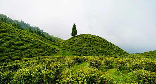 Happy Valley Tea Estate