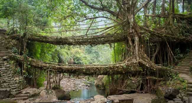 Root Bridge