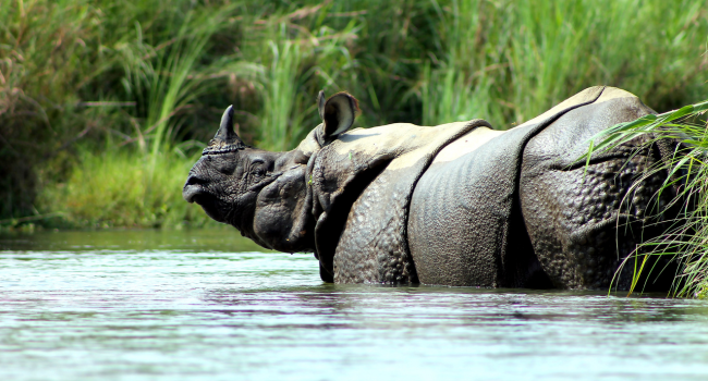 Jaldapara National Park