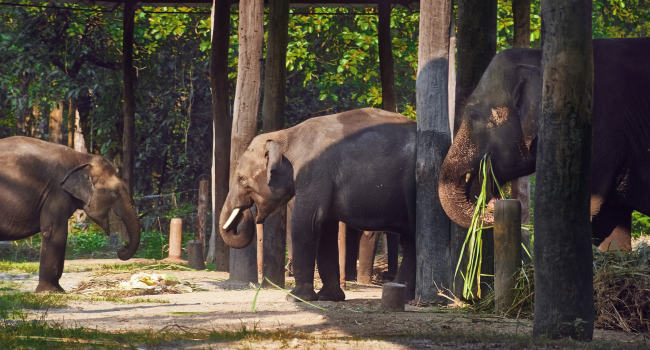 Gorumara National Park