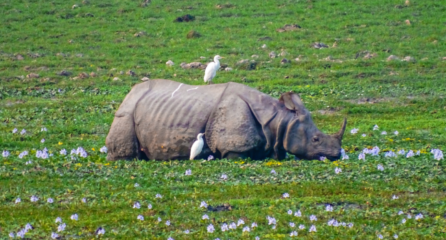 Kaziranga National Park