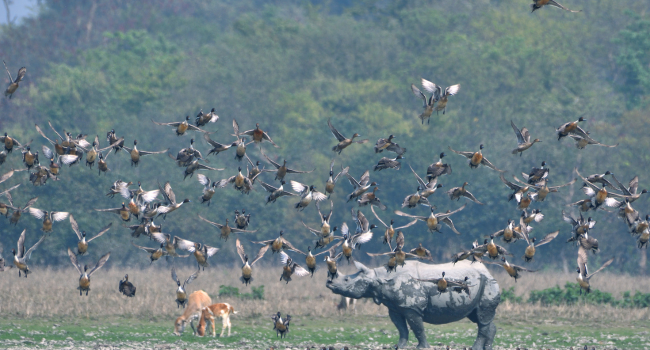 Pobitora Wildlife Sanctuary