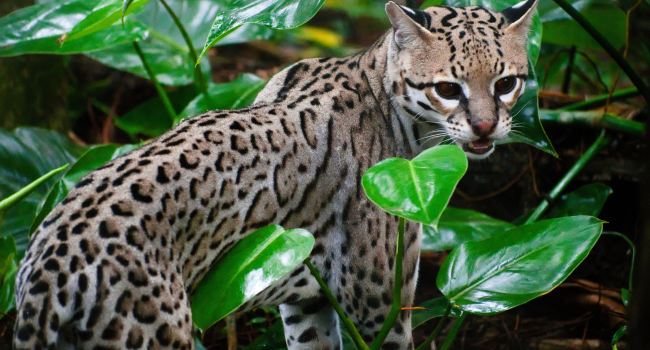 Manas National Park